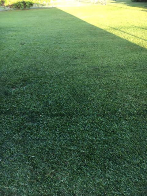 Hillside Turf - Renee 1