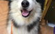 The Pet Parlour - thumb 0