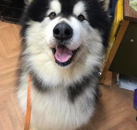 The Pet Parlour - Internet Find