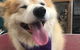 The Pet Parlour - thumb 2