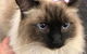The Pet Parlour - thumb 4