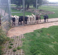 Kiweli Kennels  Kattery - Renee