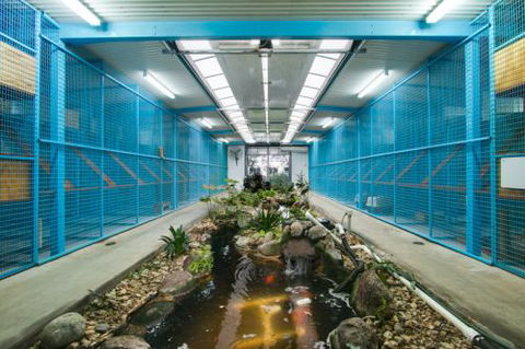 Cairns Cat Oasis Resort - Renee 1