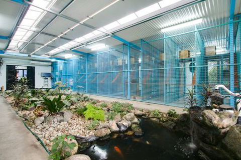 Cairns Cat Oasis Resort - Renee 2