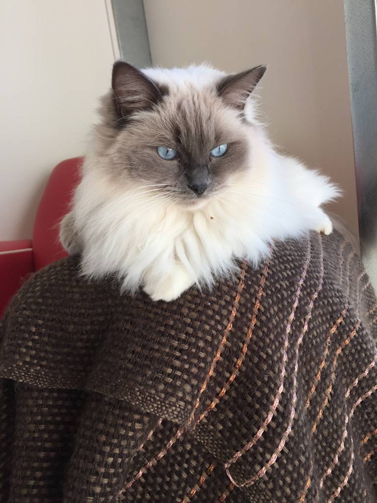 Cat Breeding Renee
