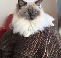 Purrrfect Coffs Cat BB - Renee