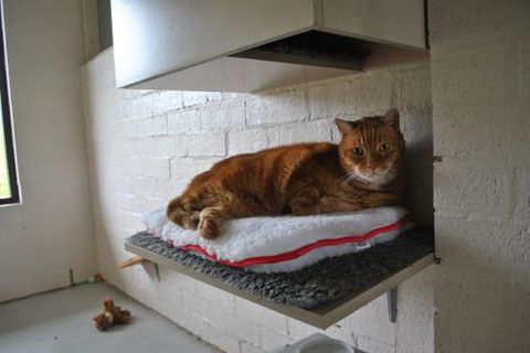 Boambee Valley Cat Retreat - Qld Realsetate 2