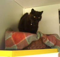 Whiskers on Braford Cattery - Renee
