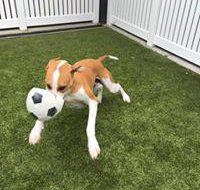 Paw Park Pet Resort - Renee