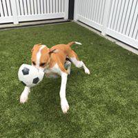 Paw Park Pet Resort - Petrol Stations 0