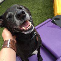 Paw Park Pet Resort - Petrol Stations 1