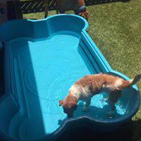 Paw Park Pet Resort - Petrol Stations 2