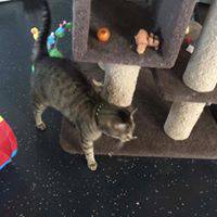 Paw Park Pet Resort - Petrol Stations 3