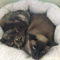 Paw Park Pet Resort - Petrol Stations 4