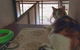 Desiderata Cattery - thumb 0