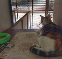 Desiderata Cattery - Renee