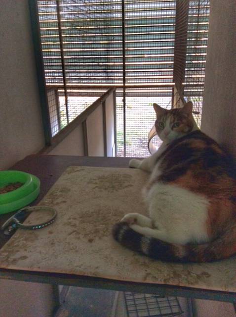 Desiderata Cattery - Renee 0