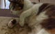 Desiderata Cattery - thumb 1