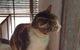 Desiderata Cattery - thumb 2
