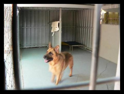 Eumundi Pet Resort - Internet Find 1