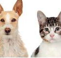 Hillcrest Boarding Kennels  Cattery - Renee