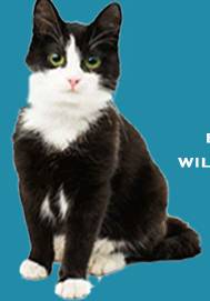 Hillcrest Boarding Kennels & Cattery - Internet Find 2