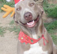 Hampden-Valley Kennels  Cattery - Renee