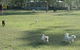 Pacific Palms Pet Resort - thumb 1