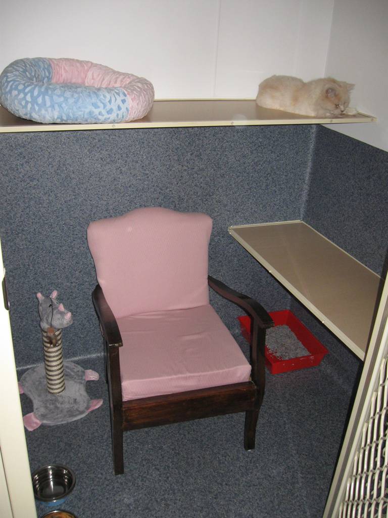 Cat Boarding Catteries Elderslie NSW Renee