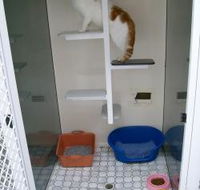 Catalina Cat Boarding - Renee