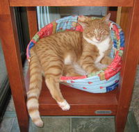 Cats and Kittens - Renee