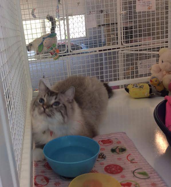 Dog Cat Clipping Washing Grooming Yeppoon QLD Qld Realsetate