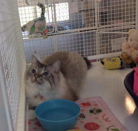 Yeppoon Boarding Kennels  Cattery - Internet Find