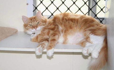 Simply Catz - Renee 2