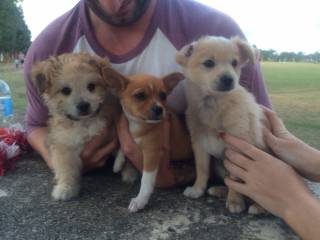 Dog Boarding Kennels Lake Munmorah NSW Renee