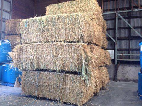 Elders Rural Supplies - Renee 2