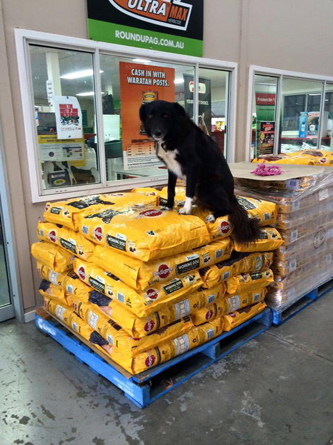 Elders Rural Supplies - Renee 3