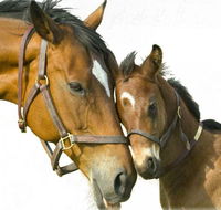 Kempsey Produce  Saddlery - Internet Find