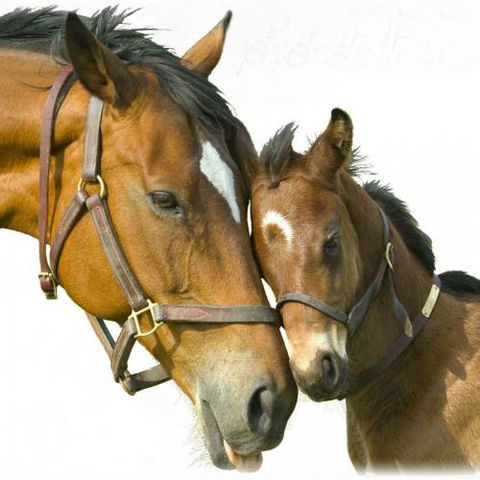 Kempsey Produce & Saddlery - Internet Find 0