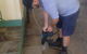 Mount Isa Pest Control - thumb 1