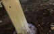 Mount Isa Pest Control - thumb 2
