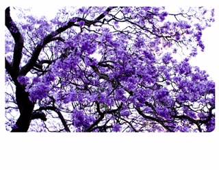 Clarence Valley Legal - Renee 0