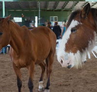 Equine Alliance - Renee