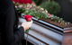 Bayes Graham Mid Coast Funerals - thumb 0