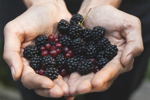 DJ’s Wholesale Fruit Market & Ezy Peel - Renee 1