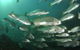 Spear & Fish Downunder - thumb 0