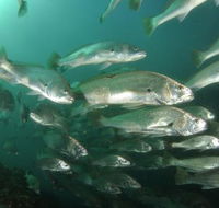 Spear  Fish Downunder - Internet Find