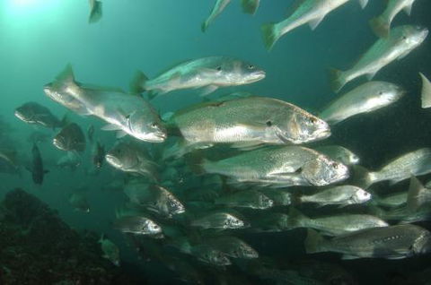 Spear & Fish Downunder - Internet Find 0