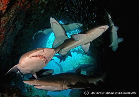 South West Rocks Dive Centre - Internet Find 1