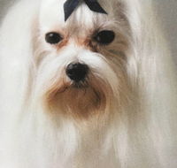 Alice Springs Dog Grooming Kennel  Pet Transport - Renee